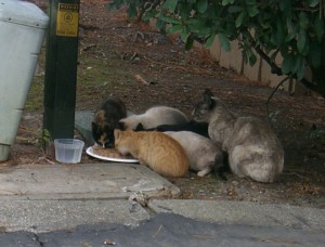 cats-p0009197 cats-p0009197